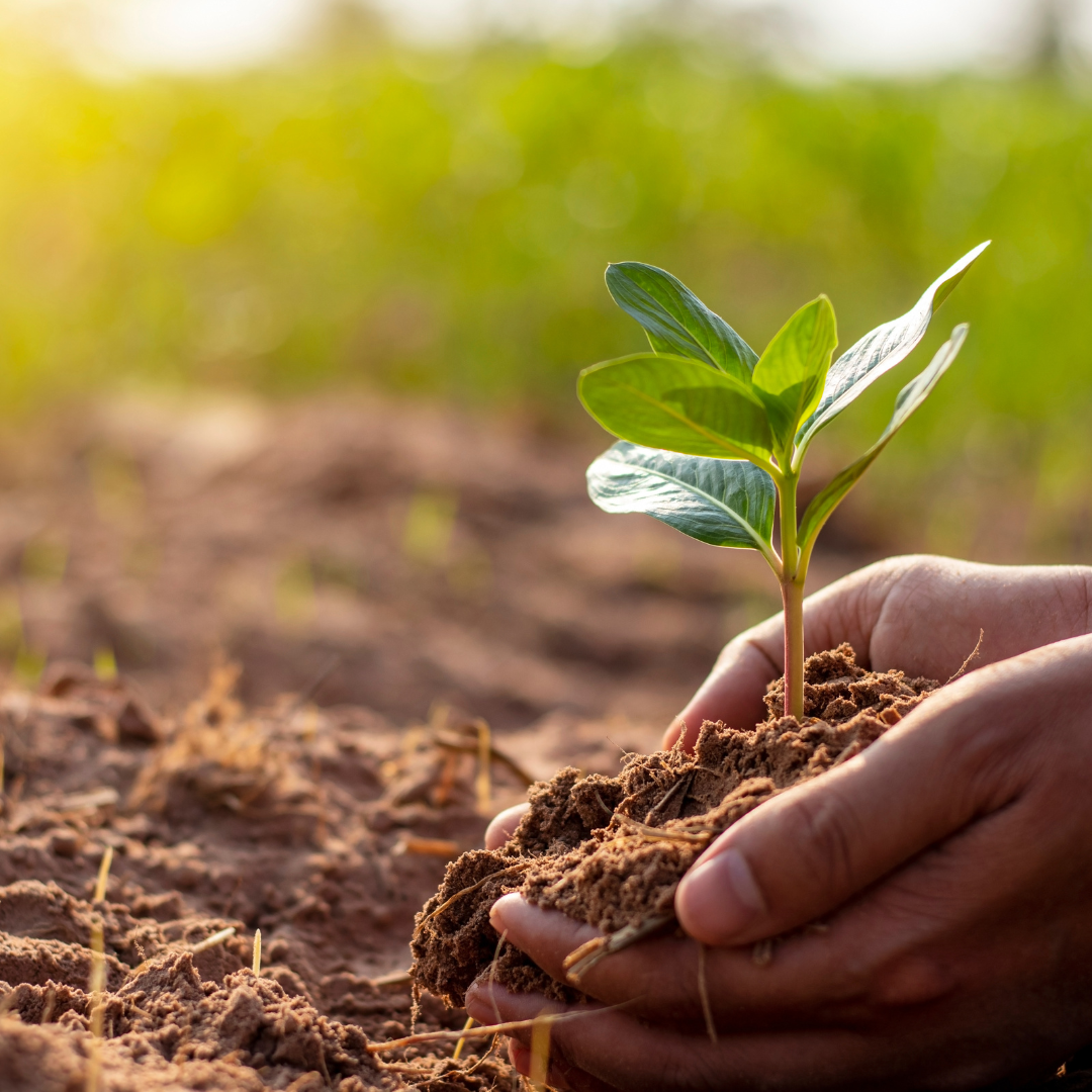 Hands planting a small green plant in soil, symbolising plant-based, eco-friendly cleaning solutions.