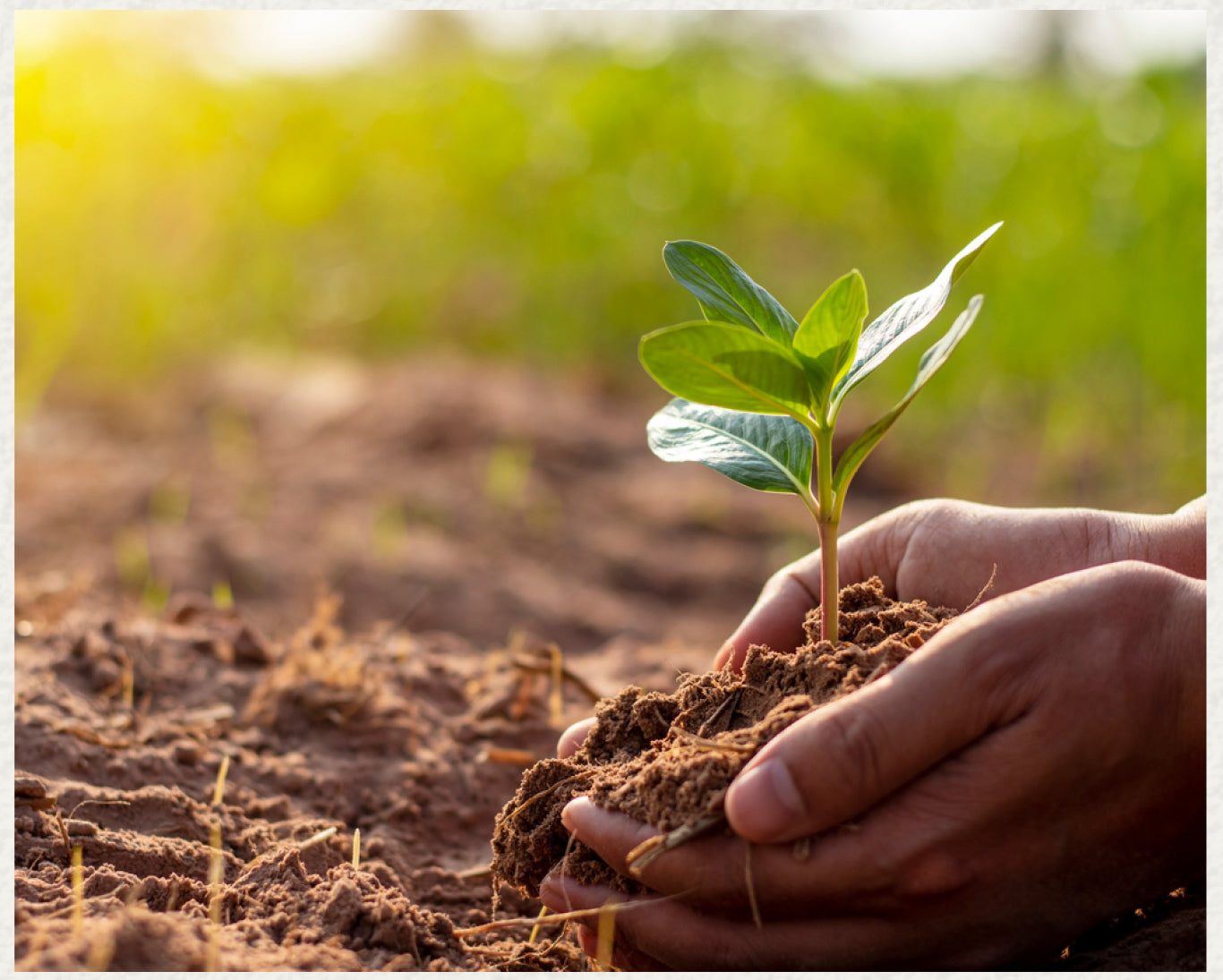 The Power of Plant-Based Cleaning: Why It Matters